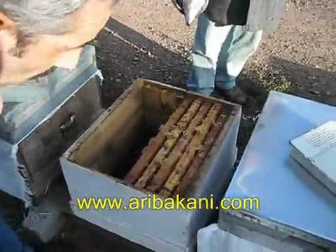 Arı kolonisinin sıkıştırılması, sonbahar arıcılık videoları