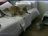 Cat and dog ... Кот и пес ...