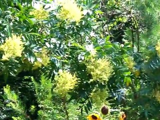 Too many bees to garden