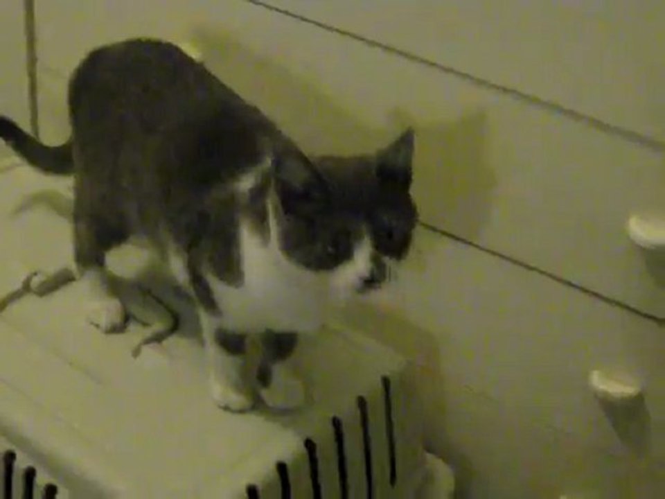 gatta