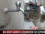 Görenleri hayrete düşüren kedi :D