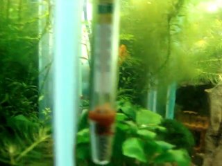 Endler's - Crevette  Red Cherry - Ècrevice C P O