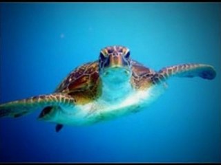 Intova Supernova Torch