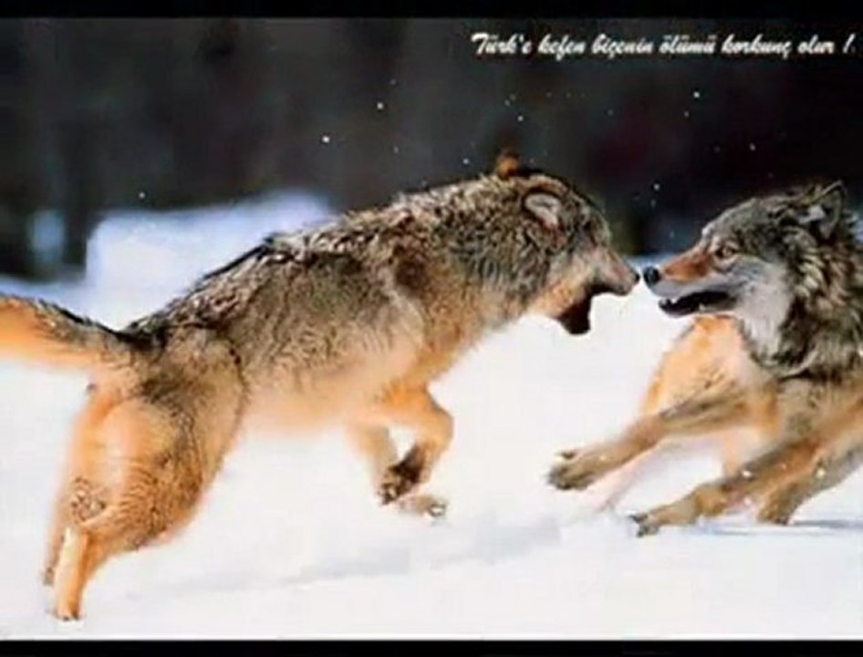 UlkuGulu.com | Kızıl Elma  Bozkurtların Başbuğları