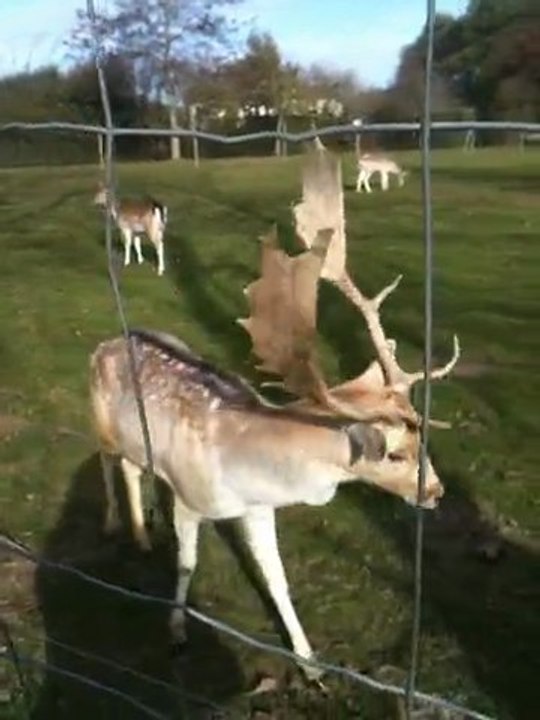 Bambi 1