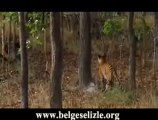 Bengal Kaplanı'nın CeyLan Avı www.belgeselizle.org