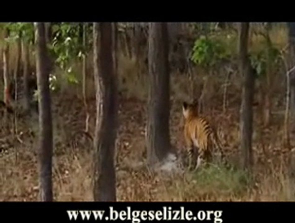 Bengal Kaplanı'nın CeyLan Avı www.belgeselizle.org
