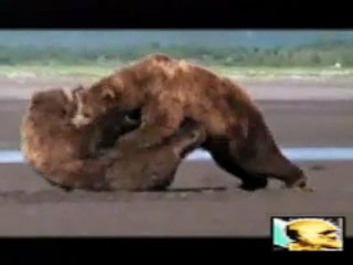 Lee Beregron Grizzly bear fight