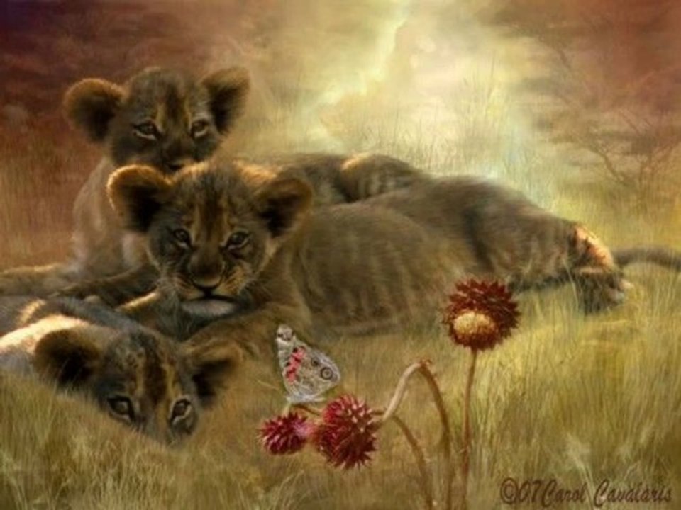❦Animaux Paradis❦
