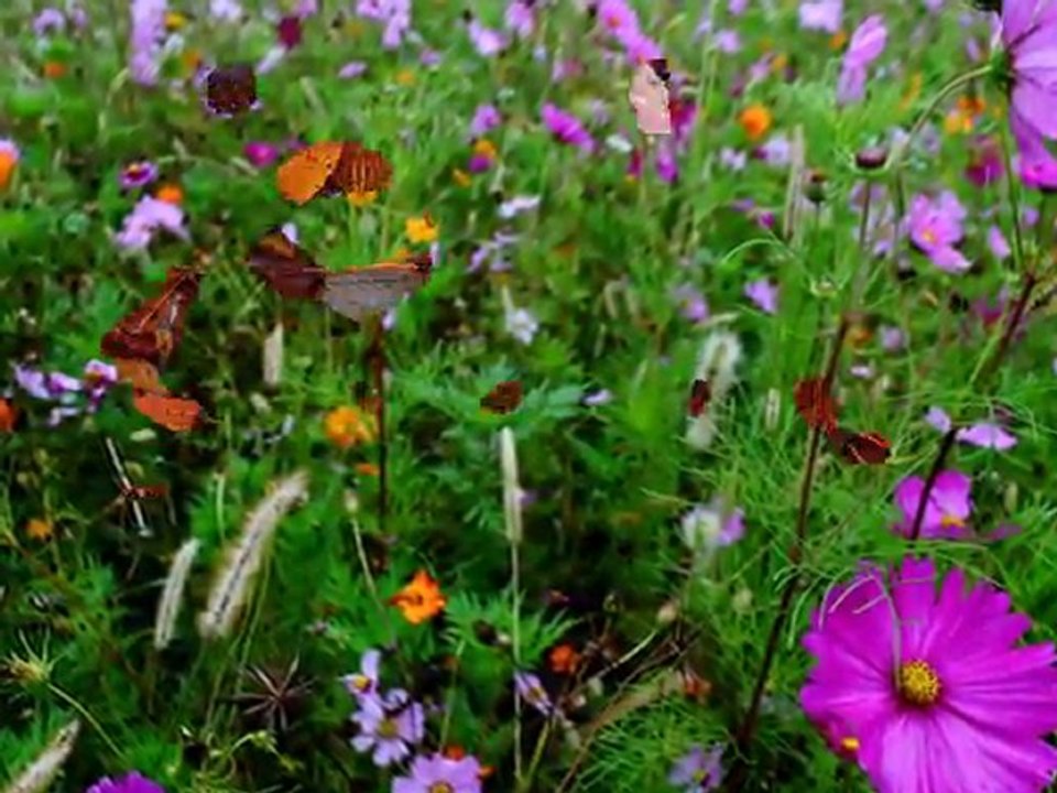 Fall Foliage Pictures 1