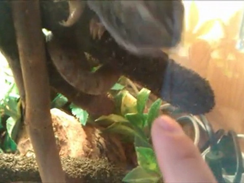 Kameleon