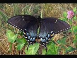 Black Butterflies HD Trailer Movie