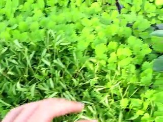 KÜSTÜM OTU-2 (İlginç)