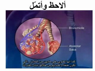 التبادل الغازي في مستوى الرّئتين