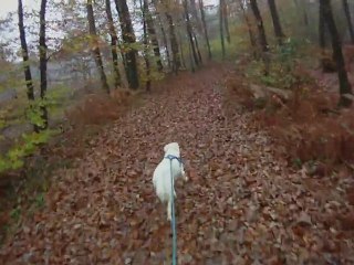 FootBike en foret avec avec mes chiens