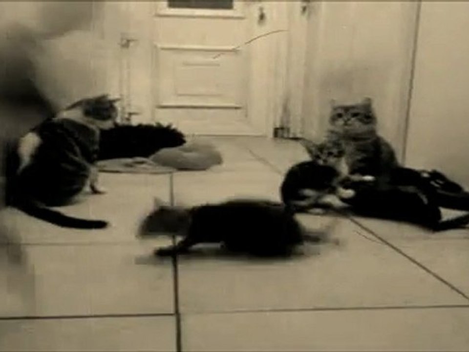 chat alors!!!accrobaties