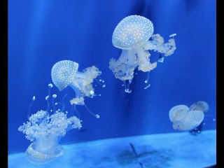 Acquario di Genova