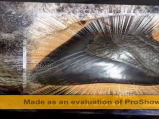 Най - голямата акула живяла някога (Megalodon)