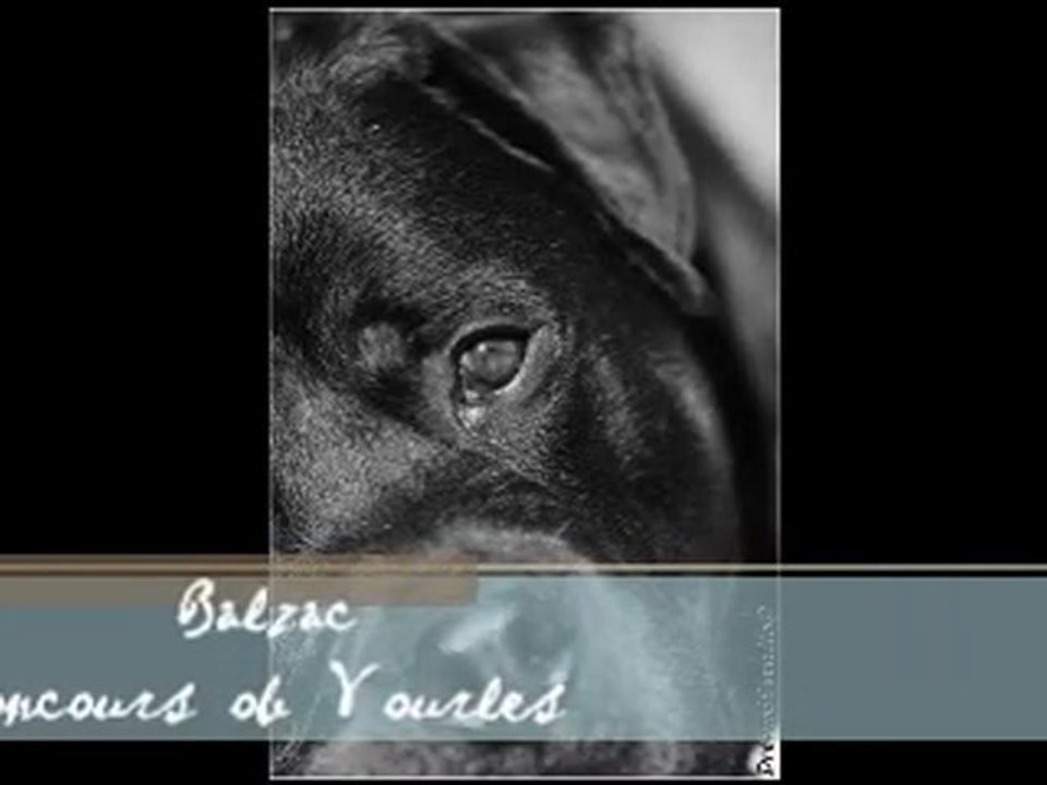 rottweiler - concours obé vourles - balzac