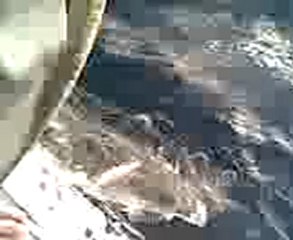 mezgit  avı zonguldak- www.balikcilar.net