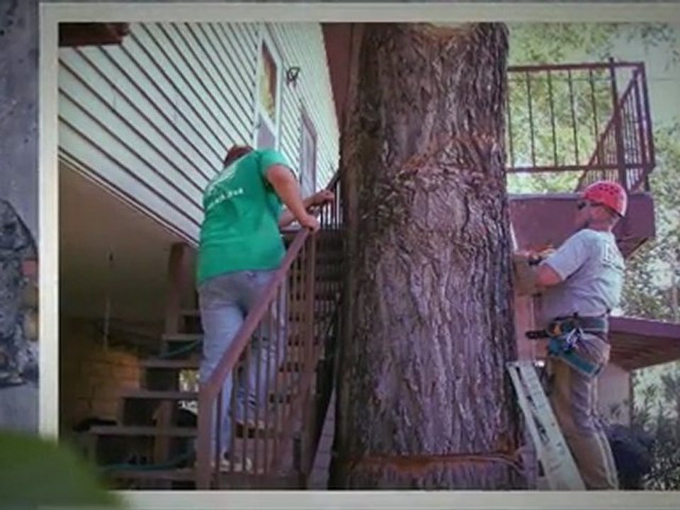 Austin Tree Service|Austin Tree Removal|Austin Tree Trimming