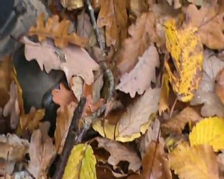 Sortie du 26-11-2011 2 ième partie