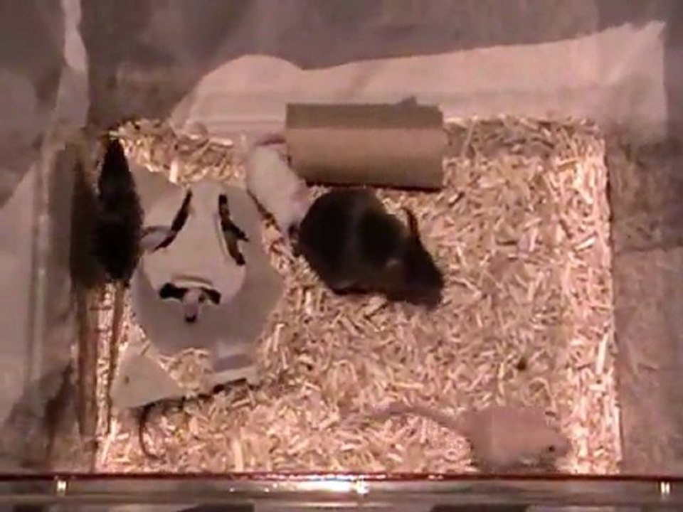 Les petits de Midnight - Jour 18