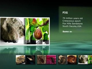 Living fossils refute evolution - 1