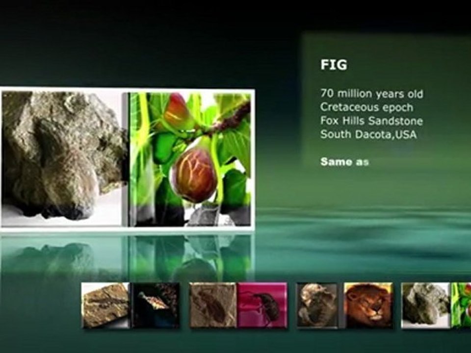 Living fossils refute evolution - 1