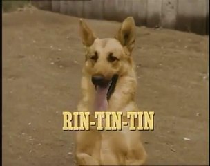 RinTinTin - 3 / La recrue