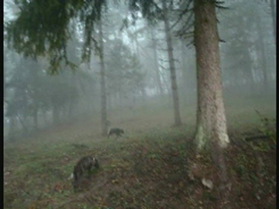 CHASSE A LA BECASSE AVEC EMIR