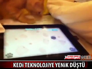 Kedi teknolojiye yenik düştü :D