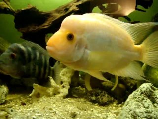 la Vie de mon Bac Américain à ce jour...!!!