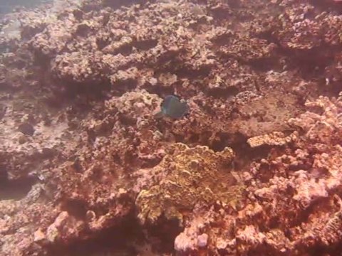 poisson peroquet pointe au sel st leu