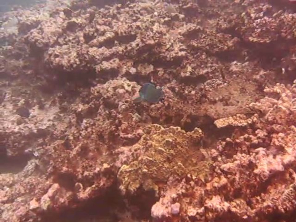 poisson peroquet pointe au sel st leu