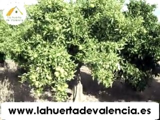 Naranjas online. Clementinas Oronules