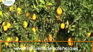 Comprar Naranjas