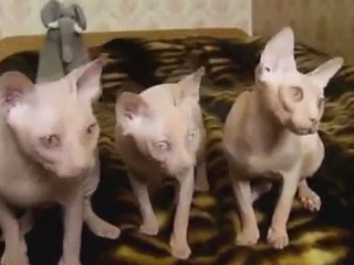 Le Zap de Spi0n.com n°92 - (27/11/2011)