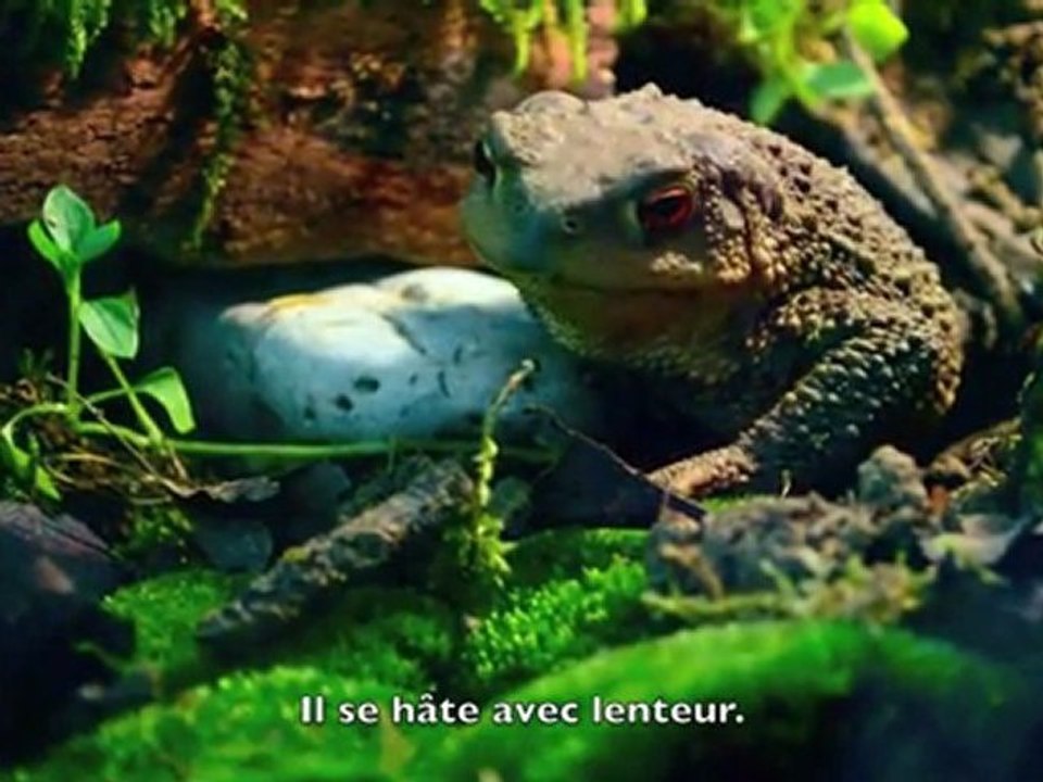 Le Crapaud Commun Bufo bufo & Les Voix du Cosmos