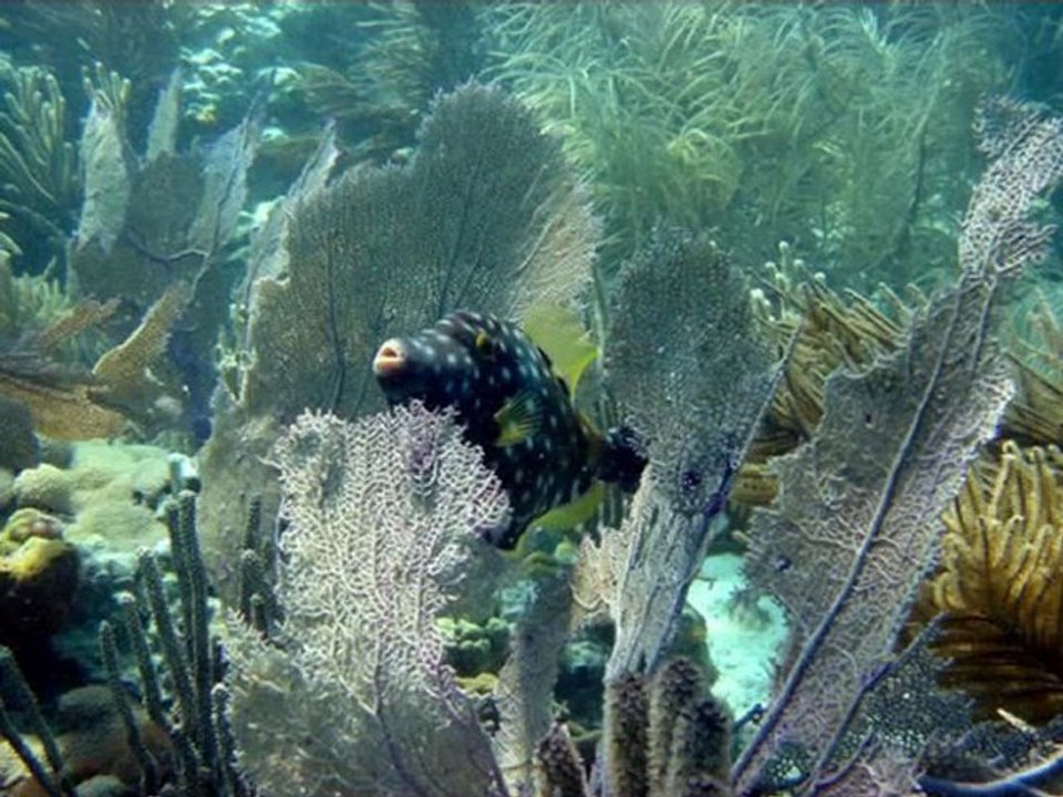 St Thomas Boat Rental - Top 5 St Thomas Boat Rental Reasons