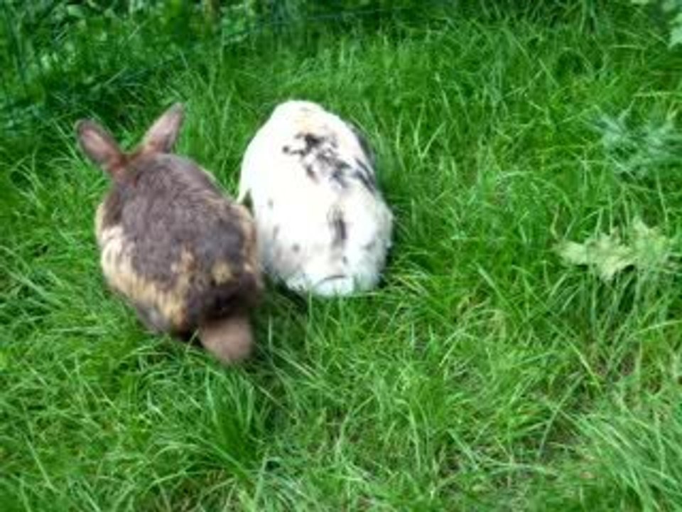 Klopfer, bonny und die wautzels