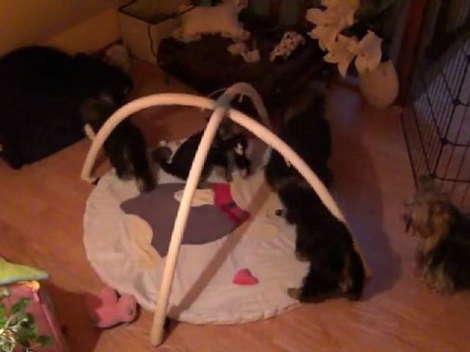 Les bébés du Golden Rose Manor