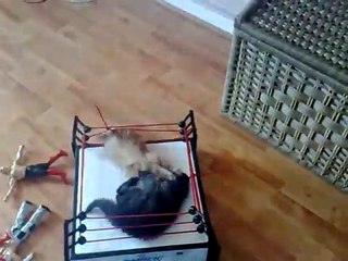 deux chatons au catch