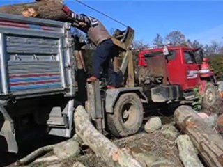8.Ton ağırlığındaki kavak ağacı Maksutlar’a ancak 1 saat dayanabildi.VİDEO İZLE