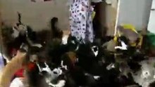 Heavy metal cats