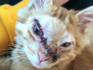 L'opération réussie d'un chaton défiguré