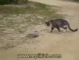 Kedi ve Yılan Dövüşü