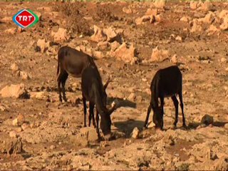 Hey Taksi -4.Blm-Kıbrıs