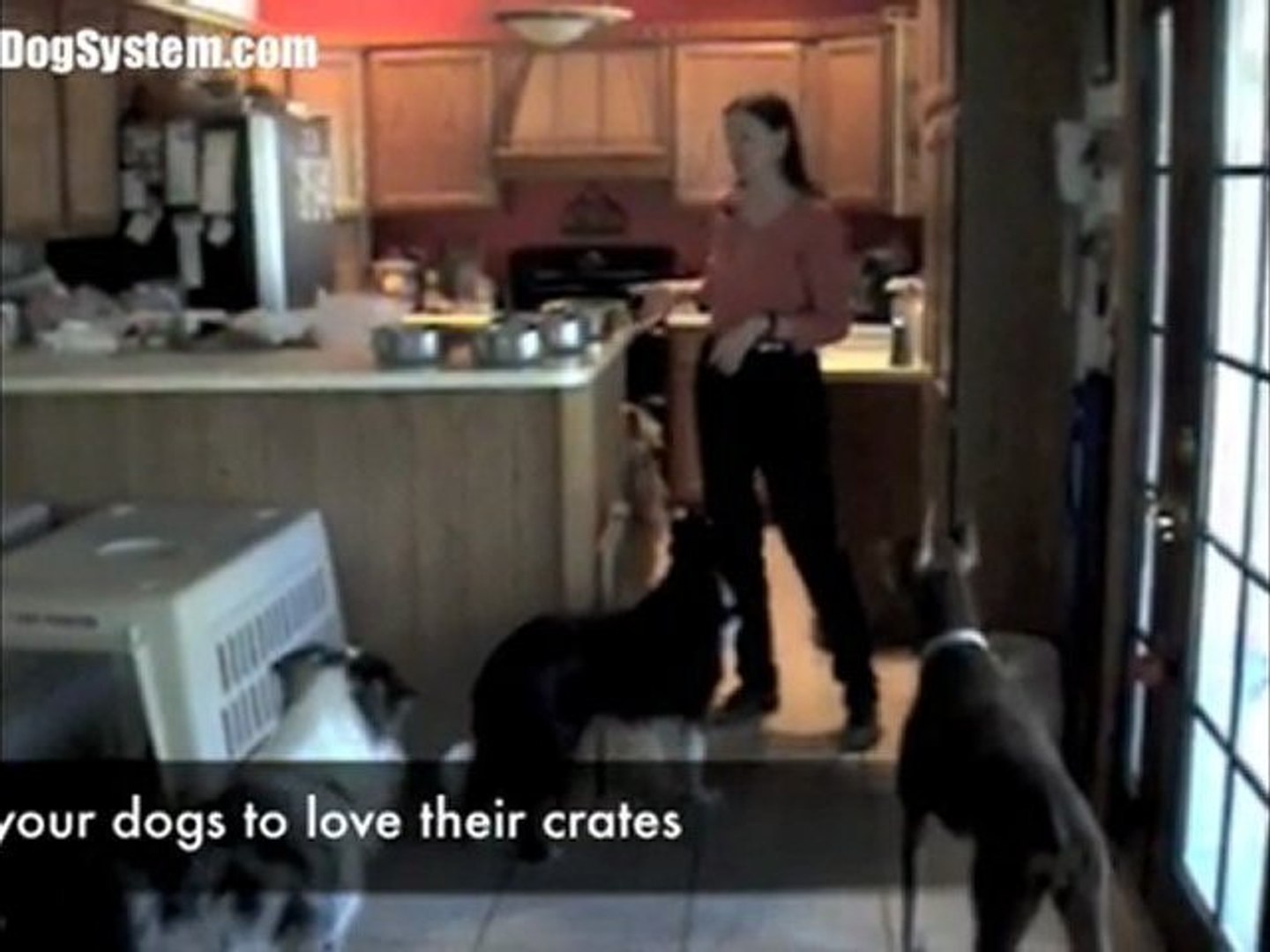 ⁣Dog Training - Crate Training Basics