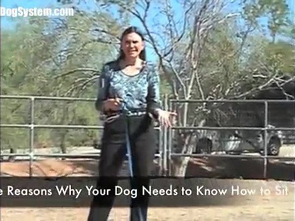 Dog Training - Teaching Your Dog to Sit
